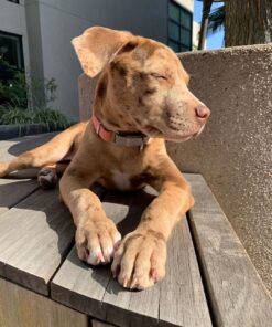 Kona Male
