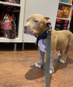 Tyson Male